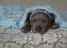 a black dog sleeping on top of a bed covered in a blue blanket and lace