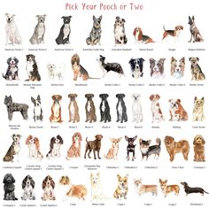 an image of many dogs that are in different colors and sizes on a white background