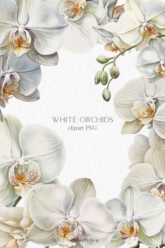 white orchids are arranged in a circle with the words, white orchids clipart png