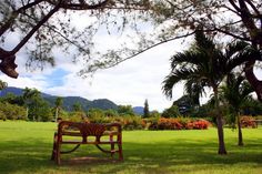 a wooden bench sitting in the middle of a lush green field with trees and flowers