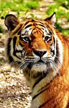 a tiger is looking at the camera while standing in front of some green grass and dirt