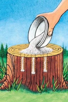 Epsom salt being poured on a tree stump. Tree Stump Removal, Stump Removal, Tree Stumps, Diy Tree, Drilling Holes, Tree Stump, Yard Work, Epsom Salt, Lawn And Garden