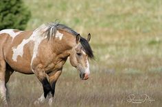 a brown and white horse standing on top of a dry grass covered field with trees in the background