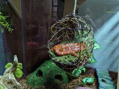 a red and orange snake in a cage on top of mossy rocks, with other plants surrounding it