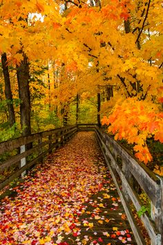 an autumn scene with colorful leaves on the ground and trees in the background, along with a wooden fence