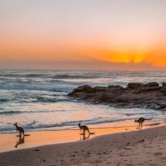 two kangaroos walking along the beach at sunset