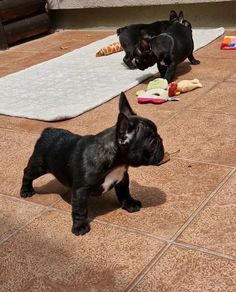 two small black dogs standing on top of a tile floor