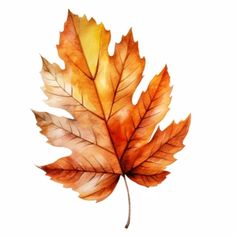 an orange and yellow leaf on a white background