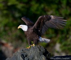 an eagle spreads its wings on top of a rock