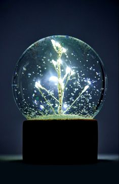 a snow globe with a plant inside on a wooden stand in front of a dark background