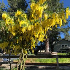 yellow flowers are blooming on the tree in front of a house