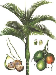 an image of a palm tree with fruit on it