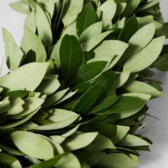 a bunch of green leaves laying on top of each other