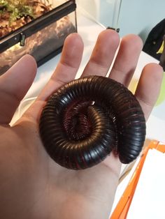 a hand holding a small black and brown caterpillar