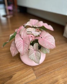 a pink vase filled with green and white leaves on top of a wooden floor next to a bed