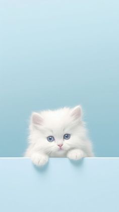 a small white kitten with blue eyes peeking out from behind a blank banner or sign