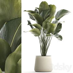 a potted plant with green leaves in front of a white wall and an image of the same plant