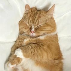 an orange and white cat laying on top of a bed with its eyes closed while sleeping