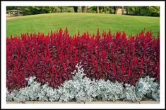 some very pretty plants by the side of a big grassy field with trees in the background