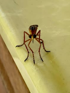 a close up of a small insect on the ground