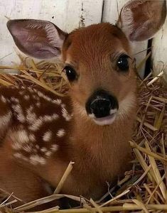 a baby deer is laying down in the hay