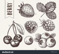 hand drawn berry set with berries, cherries and leaves in vintage engraving style on white background