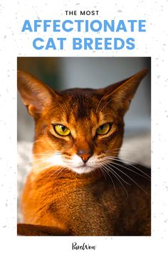 the most affectionate cat breeds book cover with an orange and white cat looking at the camera