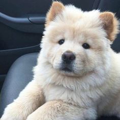 a fluffy white dog sitting in the back seat of a car with his paw on the steering wheel