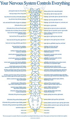 Endometrial Polyps, Human Anatomy And Physiology, Medical Anatomy, Medical Knowledge, Spinal Cord, The Nervous System