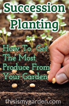 Keep your gardening producing all summer along with Succession Planting - a continuous supply of fresh veggies! #successionplanting #garden #planting #organic #seeds #vegetable #thisismygarden Planting Peppers, Gardening Planting, Organic Pesticide, 2nd Chance, Mid Summer, Garden Guide