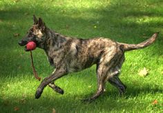 a dog with a ball in its mouth running through the grass on a sunny day