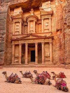 camels rest in front of an ancient building carved into the side of a cliff