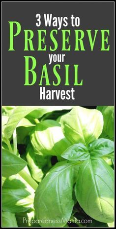 basil plants with the words 3 ways to preserve your basil harvest in front of them