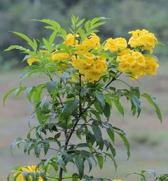 yellow flowers are blooming in the garden