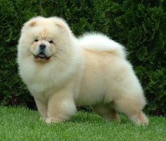 a large white dog standing on top of a lush green grass covered field next to bushes