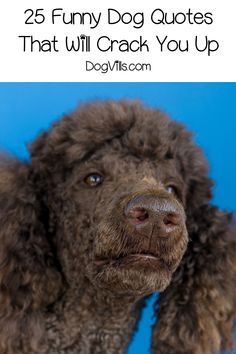 Funny Dog Quotes Signs, Dog Training Quotes Funny, Poodle Quotes Funny, Me And My Dog Quotes Funny, Dog Quotes Funny Hilarious, Cute Dog Quotes Short, Dog Sayings Quotes, Poodle Quotes, Dogs Sayings