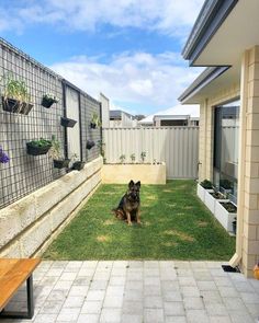 a dog is sitting in the grass near a fence and some potted planters