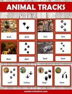 an animal tracks game with pictures and words