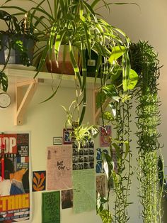 some plants are hanging on the wall in front of pictures and posters that have been pinned to them