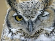 an owl with yellow eyes stares into the camera