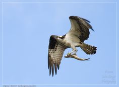 an ostrich flying through the air with a fish in it's talon