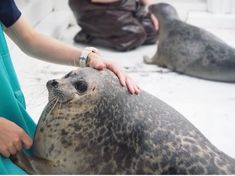 a seal is being petted by two people