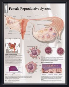 the female reproductional system poster