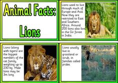 an animal fact poster with pictures of lions, lions and other animals in the wild