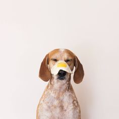 a dog with a pacifier in it's mouth sitting on the floor next to a white wall