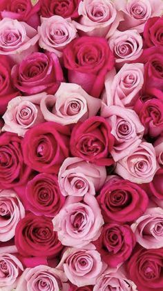 a large bouquet of pink roses is shown in close up view with the petals still attached