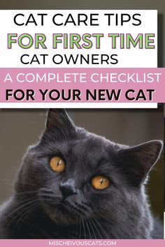 a black cat with yellow eyes looking at the camera and text that reads, cat care tips for first time owners a complete checklist for your new cat