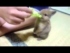 a person is feeding a small animal with a toothbrush