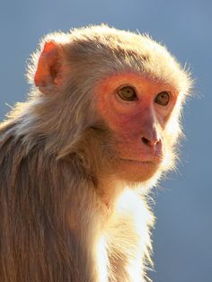 a close up of a monkey looking at the camera