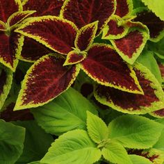 some red and green plants with leaves on them